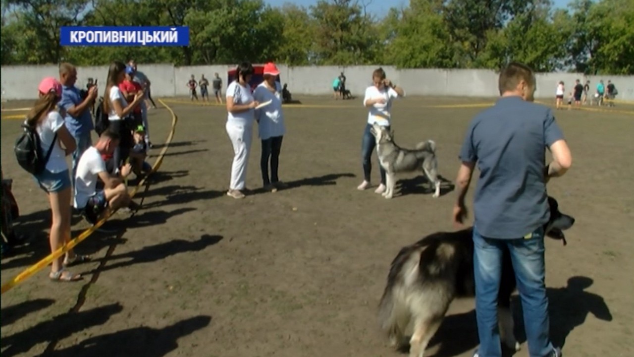 Міжнародна виставка собак всіх порід відбулася у Кропивницькому напередодні