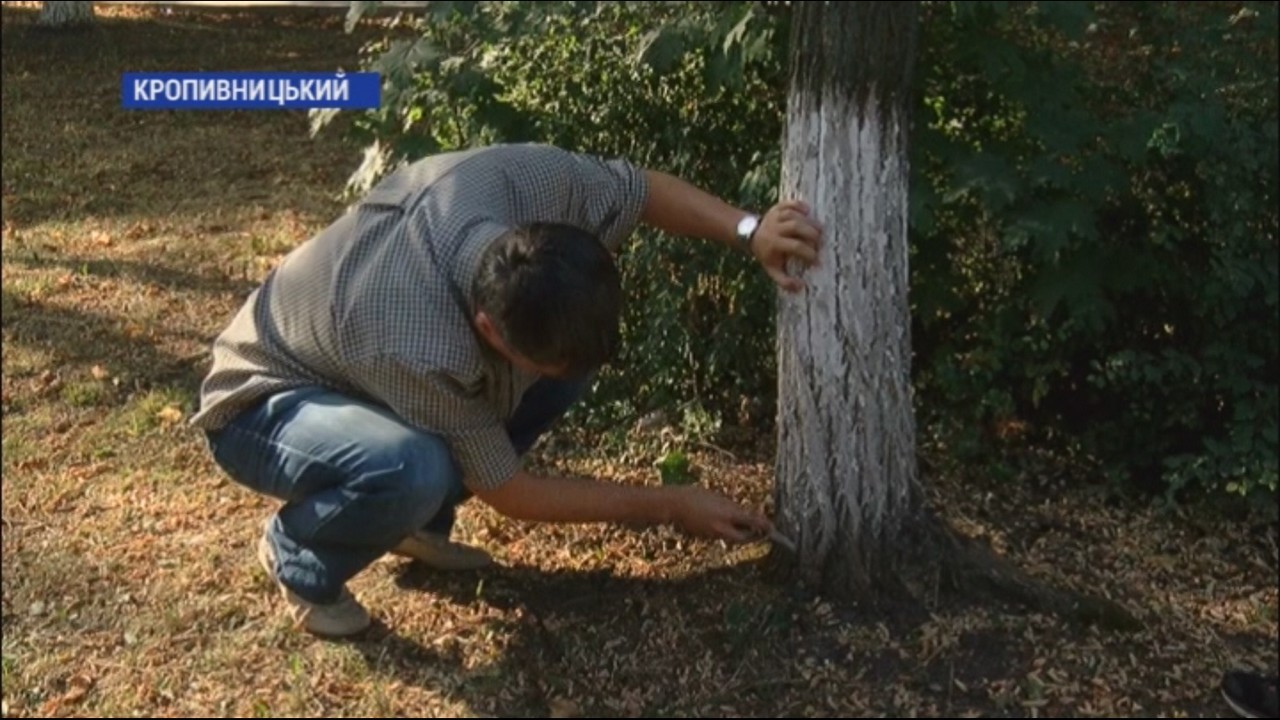 У Кропивницькому на вулиці Євгена Тельнова пошкодили дерева