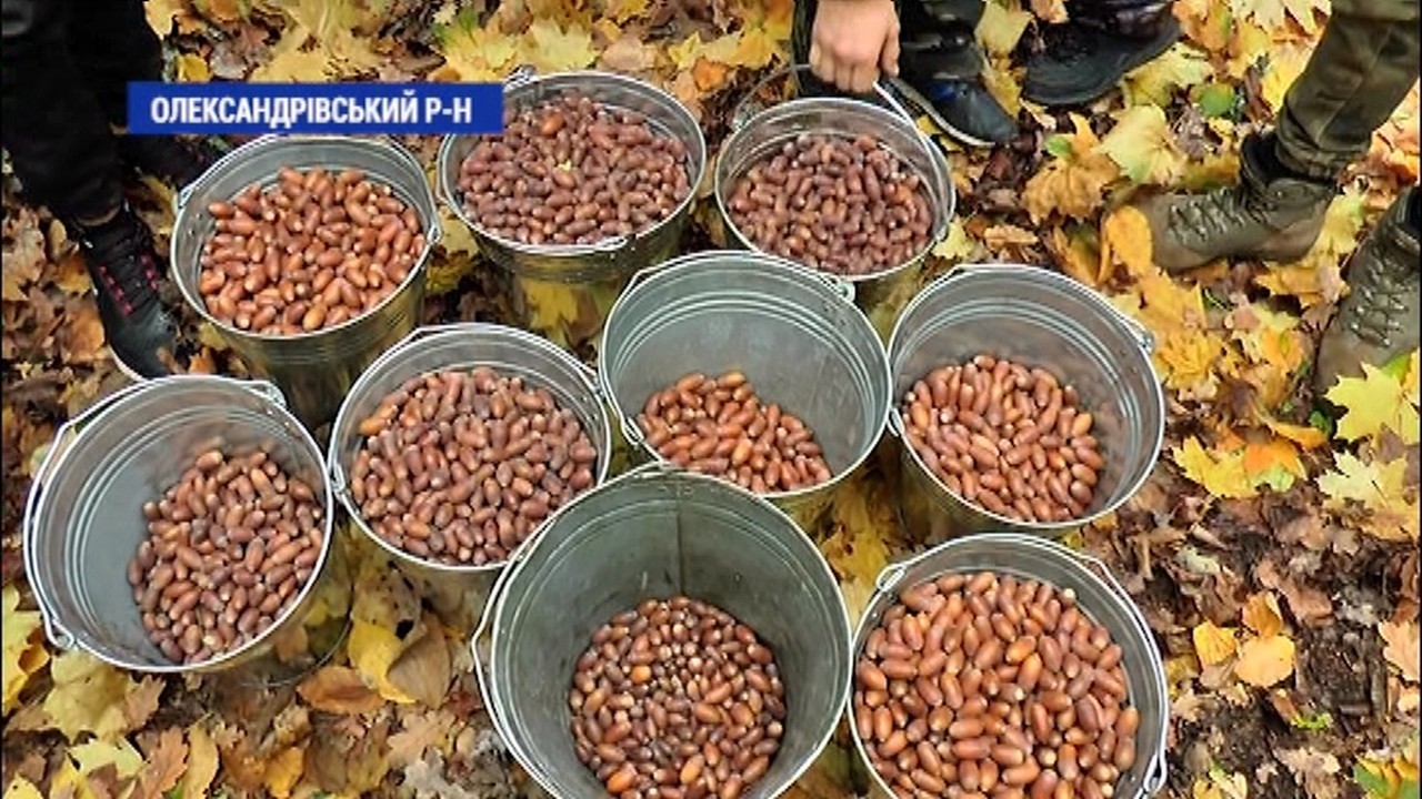 50 кілограмів жолудів за дві години зібрали учні Червоно-Нерубаївського шкільного лісництваі