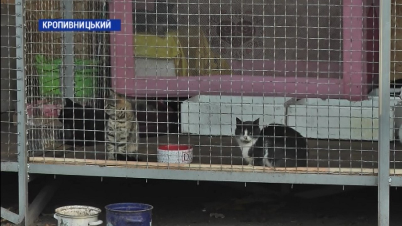 Вольєр з будинками для котів облаштували  в  кропивницькому притулку для тварин «Бім»  