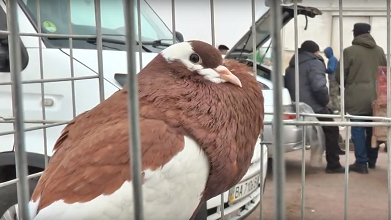 Півсотні порід голубів презентували на ярмарку у Кропивницькому