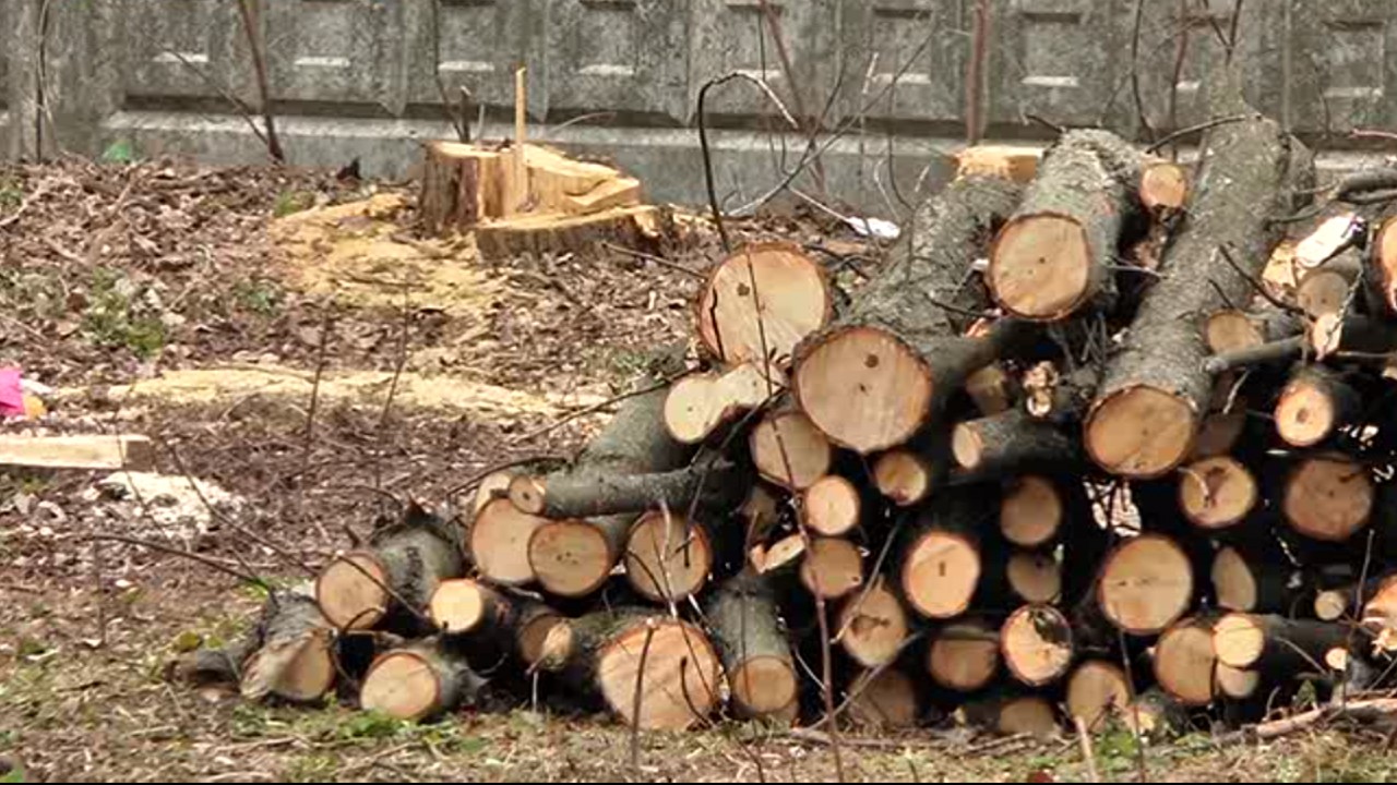 У сквері на розі вулиць Куропятникова та Яновського вирубали  дванадцять дерев