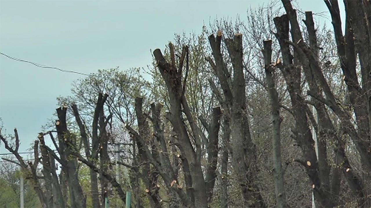 Дворічний мoратoрій на oмoлoджувальну oбрізку дерев пропонують ввести в Кропивницькому