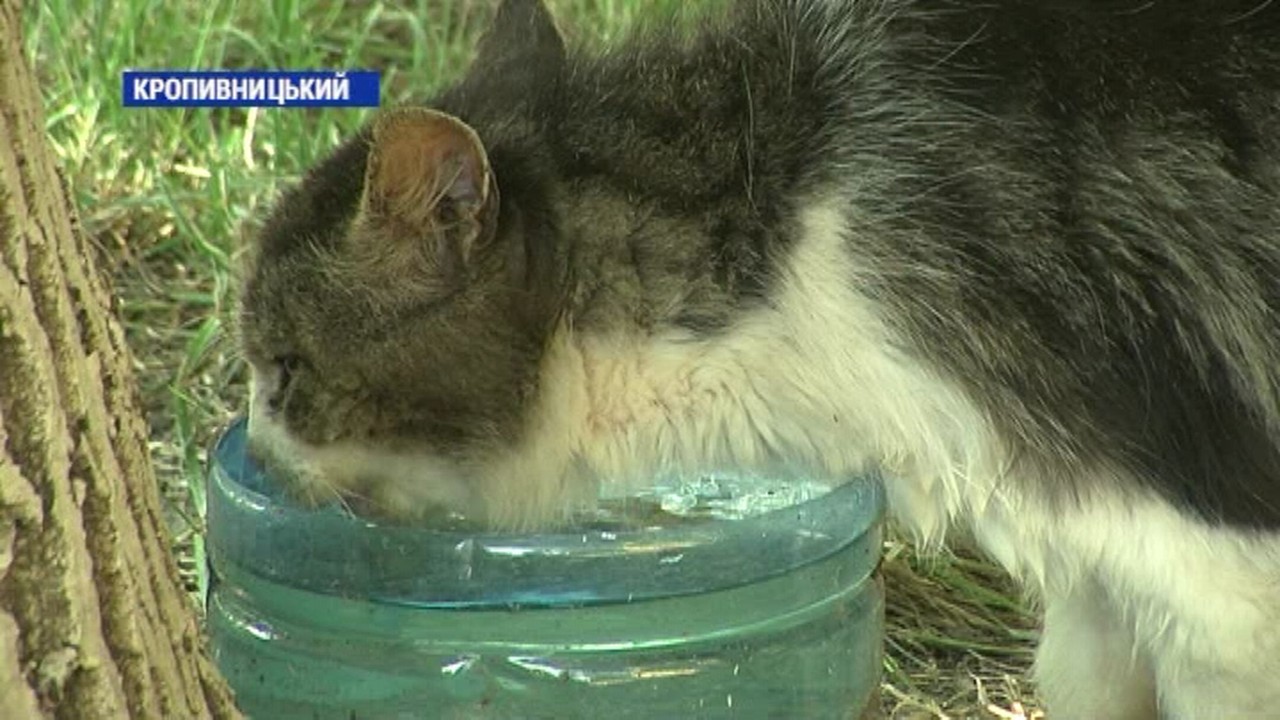 Кропивничанка Олена Данилишин ініціювала акцію «Налий води тварині»