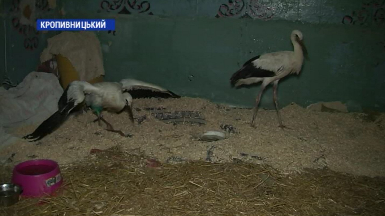 Двох травмованих лелек врятували  у Кропивницькому