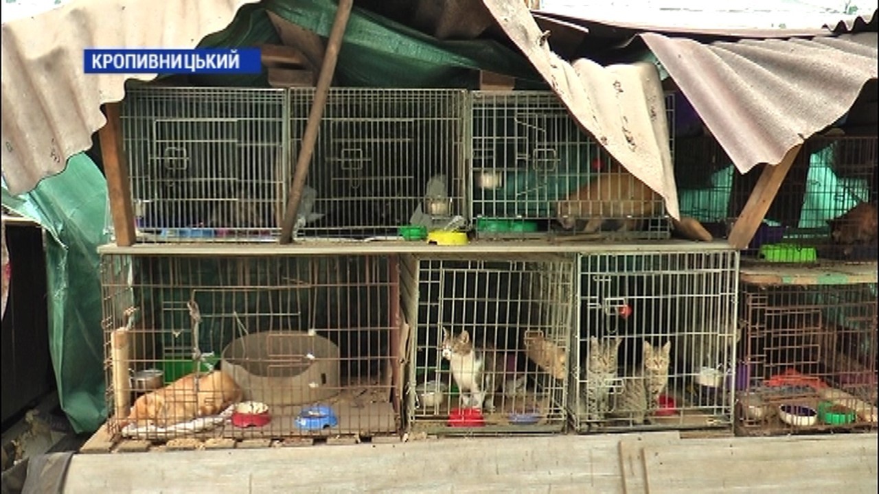 258 собак, 29 котів та одна лелека живуть у притулку для бездомних тварин „Бім” у Кропивницькому