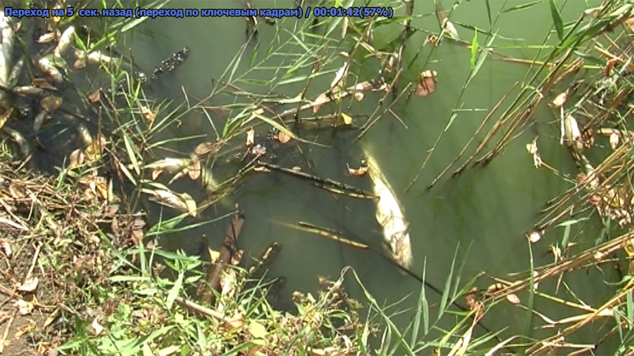 Майже дві тони риби загинули у річці Інгул у Кропивницькому