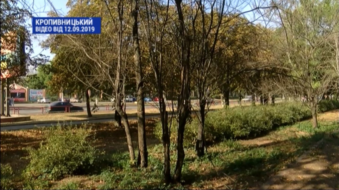 У Кропивницькому оштрафували директора підприємства-орендаря ділянки, на якій потруїли дерева  