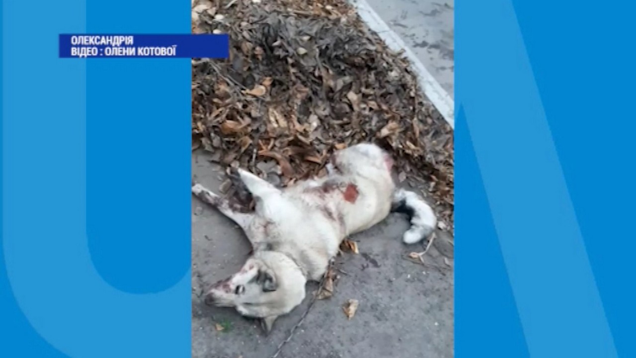 В Олександрії двоє невідомих прив’язали собаку до машини ланцюгом і тягнули по дорозі